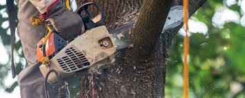 Best Weed Control  in North Palm Beach, FL